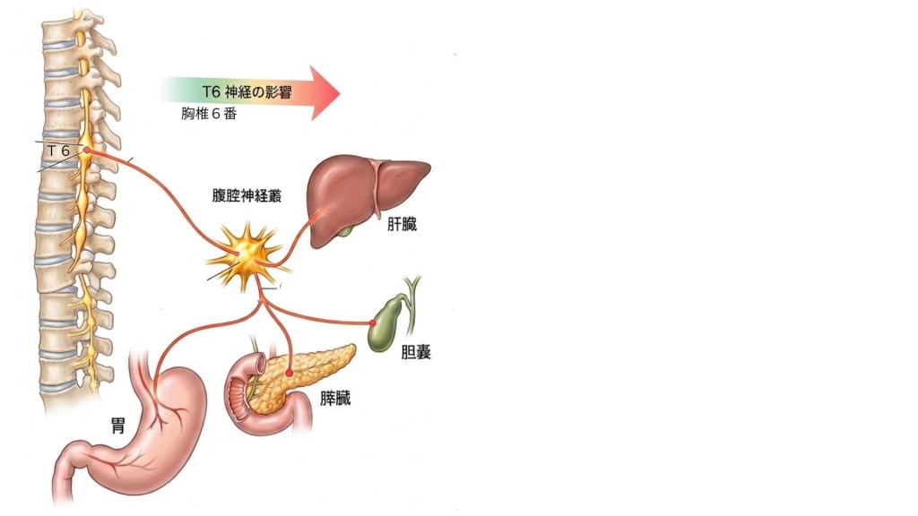 自律神経胸椎6番の影響